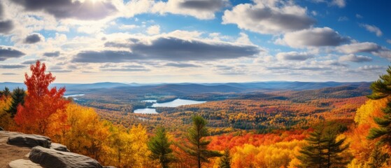 Wall Mural - Autumn leaves. Bright colors of autumn leaves in the forest. Forest panorama