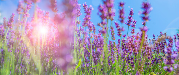 Poster - Lavender flower close up in the garden