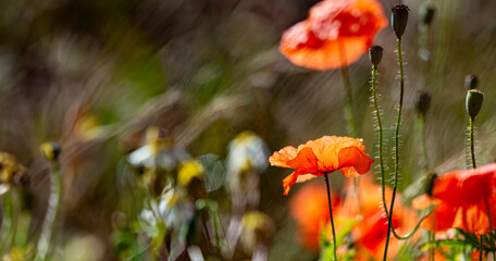 Poster - red poppies on a field close up