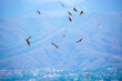 A flock of eagles flying over the city. Golden eagles in free flight. Wild birds of prey have gathered in a flock and are flying above the ground.
