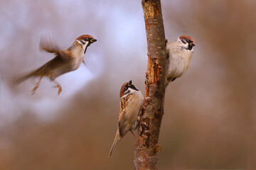 Wall Mural - A group of sparrows minding their own business near a dry branch on a blurred brown background.