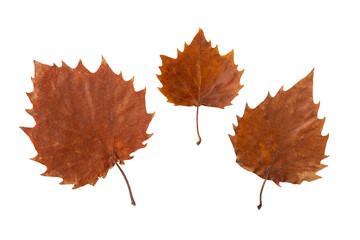 Wall Mural - Autumn leaf with serrated margin isolated transparent png. Fall season dry brown foliage. Three different size leaves collection from one tree
