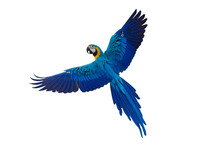 Blue And Yellow Macaw Parrot Isolated On White Background With Clipping Path.
