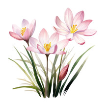 Three Blooming Pastel Pink Rain Lily Or Zephyranthes Flowers Botanical Watercolor Painting Illustration