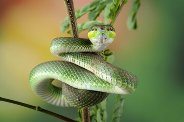 Wall Mural - Green viper snake on branch, venomous and poisonous snake, animals closeup