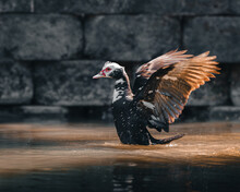 Black Muscovy Duck In A Lake With His Wings Open 