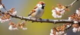 Fototapeta  - A single tree sparrow was spotted on a branch in Warwickshire in April 2012.