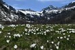 alpi fioritura di primavera in alpeggio