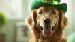 Cute Dogs with Leprechaun Hats, St. Patrick's Day