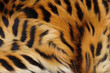 tiger fur textured background