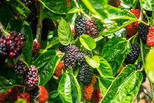 Mulberry Fruit And Tree. Black Ripe And Red Unripe Mulberries Tree On The Branch. Fresh And Healthy Mulberry Fruit.