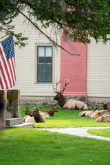 Wall Mural - Bull Elk at Mammoth Hot Springs, Yellowstone National Park, Wyoming, USA