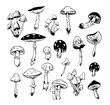 Toadstools, fly agarics, poisonous mushrooms, set of vector illustrations. Sketch style, doodle, transparent background