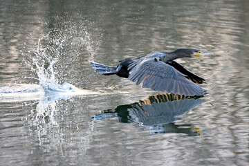 Canvas Print - Cormorant