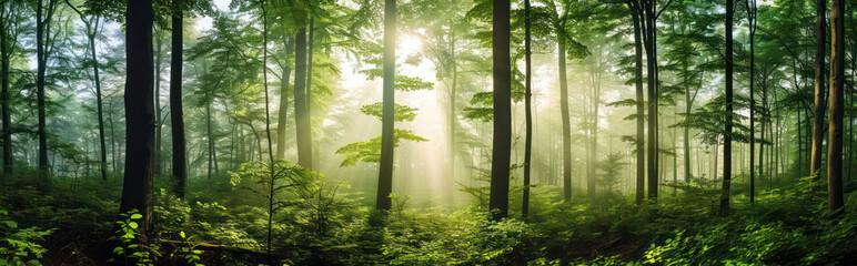 Wall Mural - sun rays through the green forest