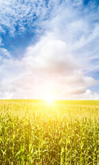 Wall Mural - Green field with corn and sun. Agricultural landscape. Vertical photo.