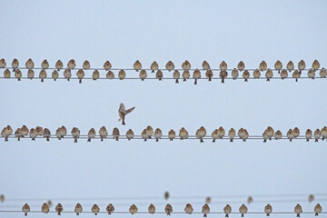 Flocks of sparrows gathering on the electric wire under the winter snow.