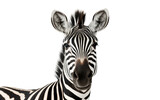 Fototapeta Konie - Zebra Elegant On Isolated Background