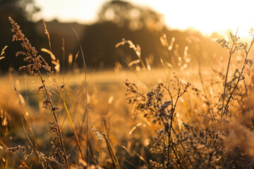 Aufkleber - A serene image of a field of tall grass with the sun setting in the background. Perfect for nature enthusiasts or for creating a calming atmosphere in design projects