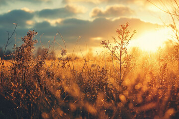 Poster - A beautiful sunset over a field of grass. Perfect for nature and landscape themes