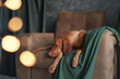 A sleepy Vizsla dog draped in a green blanket dozes on a chair, amidst soft holiday lights, offering a scene of cozy repose
