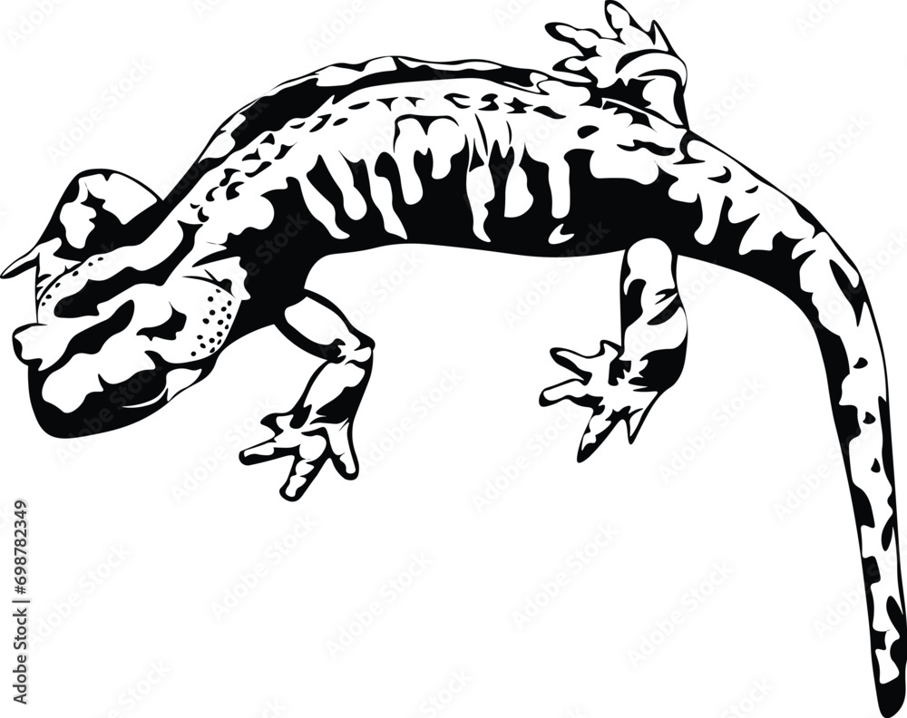 Cartoon Black and White Isolated Illustration Vector Of A Salamander ...