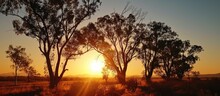 Gum Trees' Silhouettes At Sunset In Townsville, Australia.