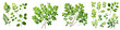  green leaves and twigs of rue Hyperrealistic Highly Detailed Isolated On Transparent Background Png File