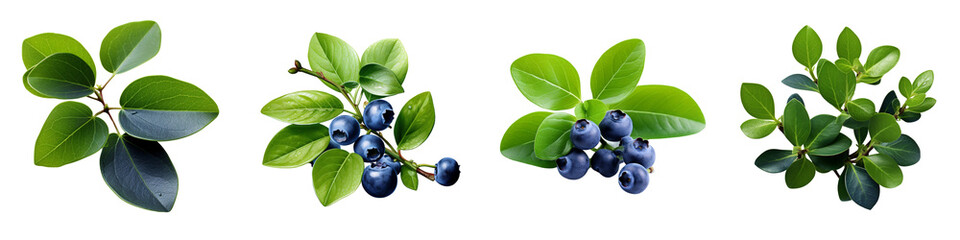 Poster - Green leaves of blueberry Hyperrealistic Highly Detailed Isolated On Transparent Background Png File