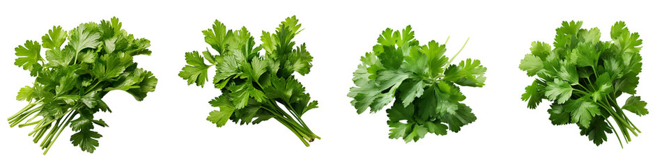 Poster - green leaves of cilantro Hyperrealistic Highly Detailed Isolated On Transparent Background Png File