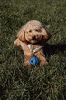 Mini golden poodle puppy playing with rubber ball in the part. Training and spending time with pets. Vertical banner
