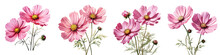 Pair Of Pink Cosmos Flowers Hyperrealistic Highly Detailed Isolated On Transparent Background Png File