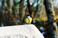 Great Tit Sitting On The Edge Of A Stone In The Forest.