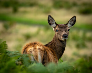 Wall Mural - Doe