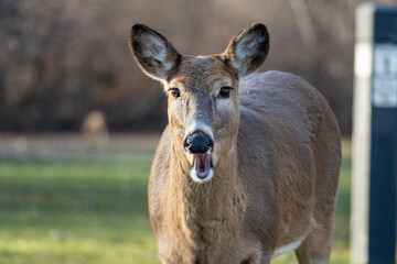 Wall Mural - Deer in woods, Doe, Two deer, funny deer, funny animals