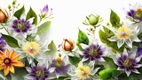 Fototapeta Kwiaty - Tapeta kolorowe kwiaty Passiflora na białym tle. Generative AI