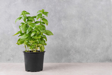 Wall Mural - Fresh green organic basil in pot on gray background with copy space. Indoor plant growing, healthy eating, aromatic herb, food ingredient, spice for culinary