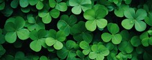 Clover Leaves On Green Background. Three-leaved Shamrocks. St Patrick Day Holiday Symbol. Template For Design Card, Invitation, Banner