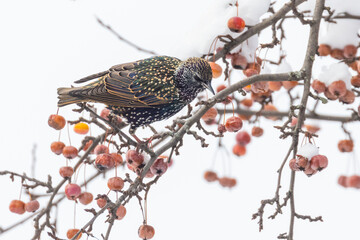 Wall Mural - common starling (Sturnus vulgaris) in winter
