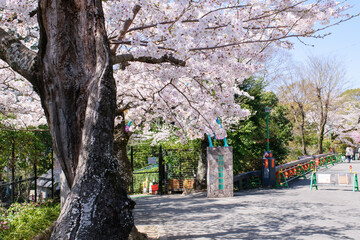 Wall Mural - 五月山の桜