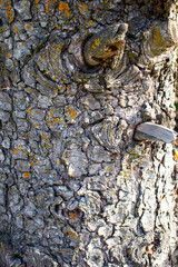 Bark of a tree with wood bark texture