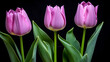 pink tulips on black background HD 8K wallpaper Stock Photographic Image 