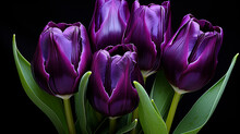 Purple Tulips On Black Background HD 8K Wallpaper Stock Photographic Image 