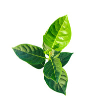 A Green Jackfruit Tree Leaf Branch On A Png Transparent Background, Green Raw Leaf, Fresh Basil Isolated On White Background