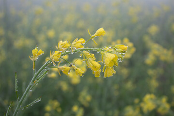 Wall Mural - Rape blossoms with dew drops, closeup of photo