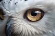 closeup snowy owl eye 