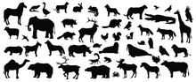 Animals Silhouette Big Set. Group Of African Animals Collection Vector Silhouette Illustration Isolated On White Background. Big Animals Set Poster. Elephant, Giraffe, Lion, Hippo, Hyena, Rhin, Zebra,