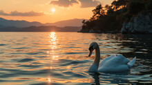 Swan On Sunset