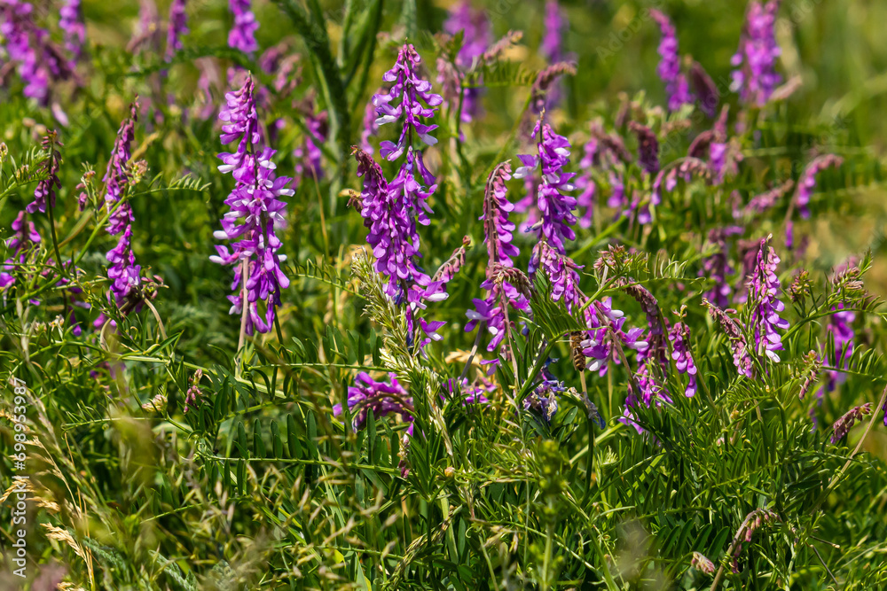 Vetch, vicia cracca valuable honey plant, fodder, and medicinal plant ...