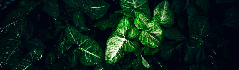 Wall Mural - tropical leaves texture,abstract nature leaf green texture background.vintage dark tone,picture can 